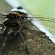 Illustration for article titled Shooting Challenge: Bugs Gallery (Part 2)
